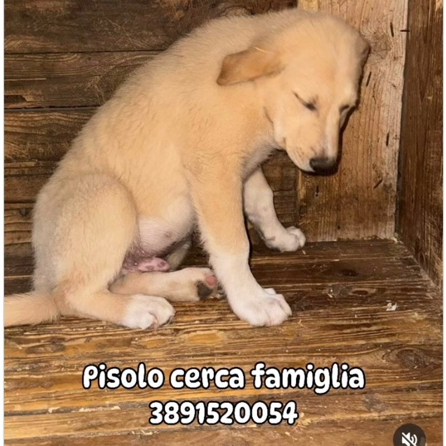 GuerraAchi97365's tweet photo. #PISOLO 3 MESI 🍀🍀🍀🍀🙏🏼🙏🏼
SI TROVA IN SICILIA ❤️❤️🚨🚨🆘🆘🆘🆘🆘🆘🆘🆘🆘🆘🆘🆘 https://t.co/tUL8g0nvHr