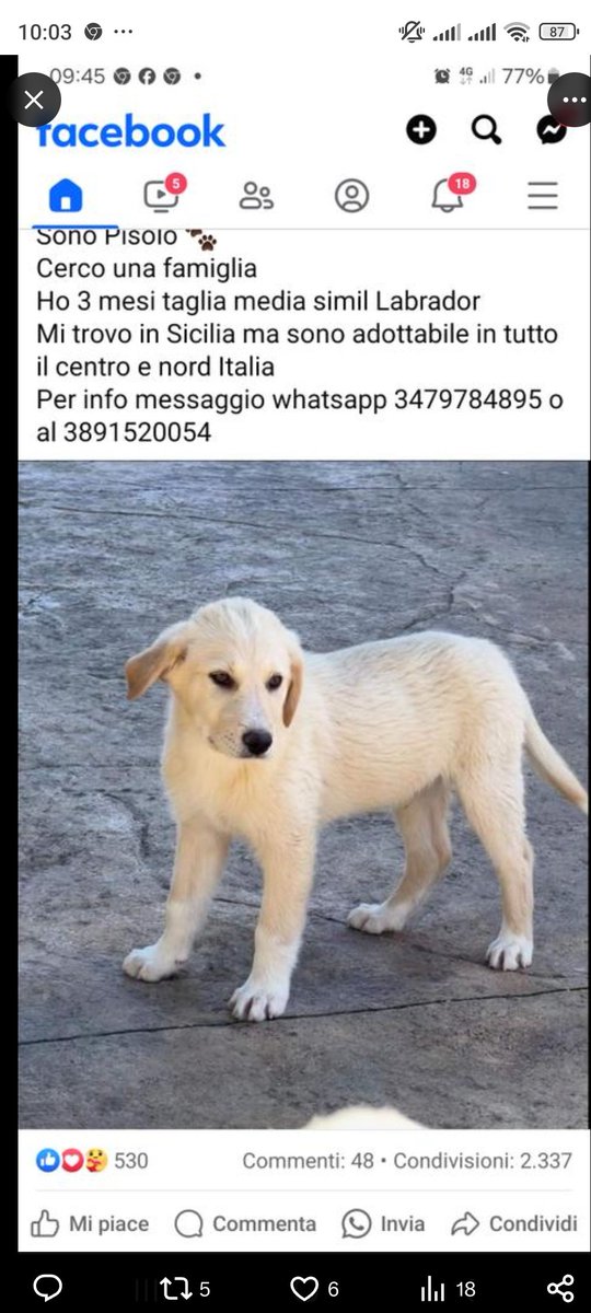 GuerraAchi97365's tweet photo. #PISOLO 3 MESI 🍀🍀🍀🍀🙏🏼🙏🏼
SI TROVA IN SICILIA ❤️❤️🚨🚨🆘🆘🆘🆘🆘🆘🆘🆘🆘🆘🆘🆘 https://t.co/tUL8g0nvHr