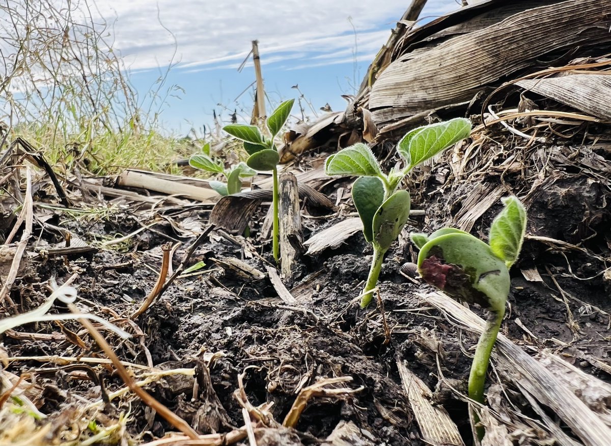 Topagcoop's tweet photo. Check out this shot captured by Sales Agronomist, Allen McMillian, on April 19th. These Croplan 4122E soybeans were planted on March 30th, and they're showing remarkable emergence.
The beans were treated w/ Warden CX2, Saltro, along w/ a ½ rate of bioforge advance &amp; Preside Ultra https://t.co/8UfAbsLNKn