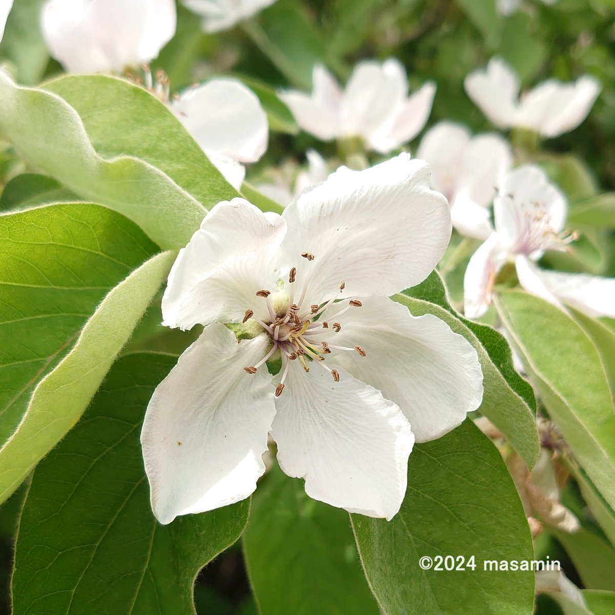 MasaMiyatakun's tweet image. #マルメロ Cydonia oblonga / Marmelo / Quince

バラ科マルメロ属の落葉高木
英語名はクインス
中央アジア原産ですが、セイヨウカリンとも呼ばれます
江戸時代にポルトガルから長崎にやってきたそうです

#山田池公園 にて on Apr 20, 2024