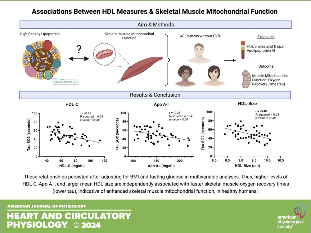 Researchers from @UTSWInternalMed provide *the first direct evidence* supporting the beneficial role of HDL-C and ApoA-I on enhanced skeletal muscle mitochondrial function in healthy young to middle-aged humans without cardiometabolic disease. ow.ly/3xhh50Roay4