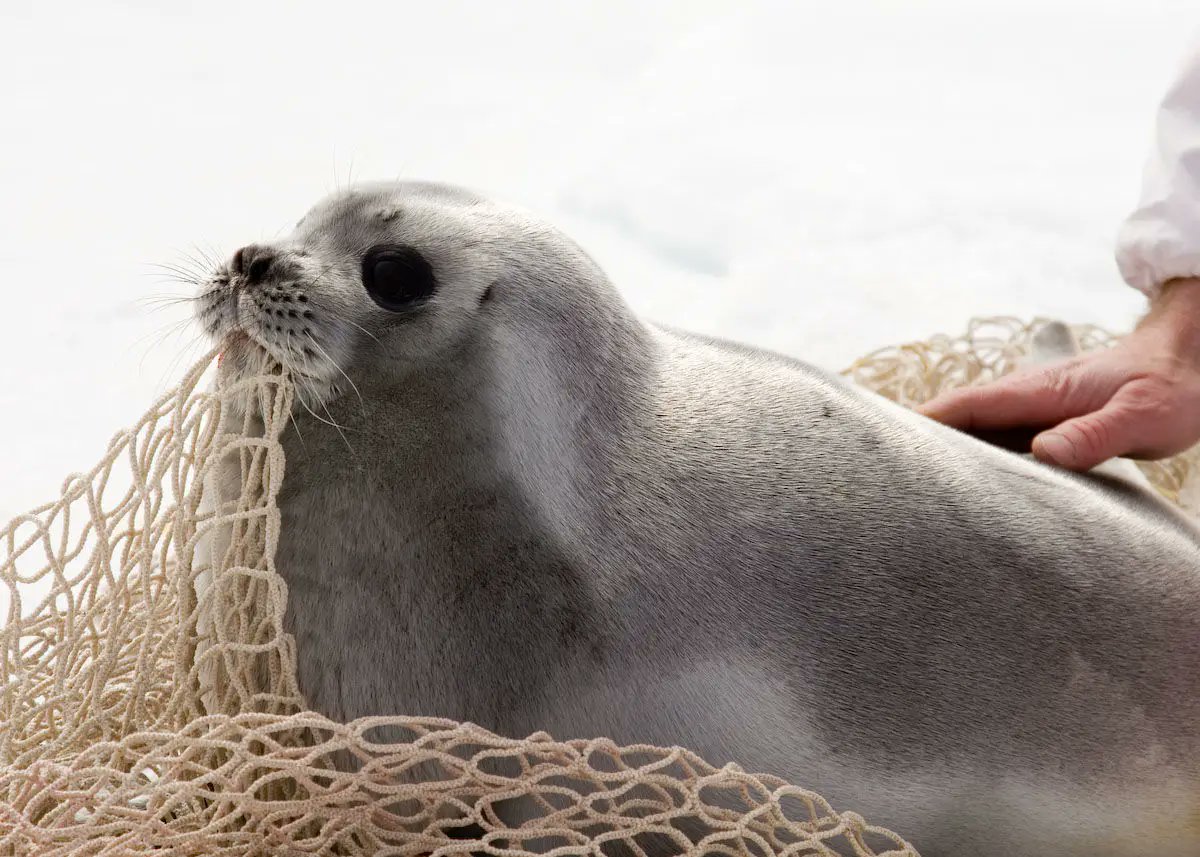 thinking about baby ribbon seals
