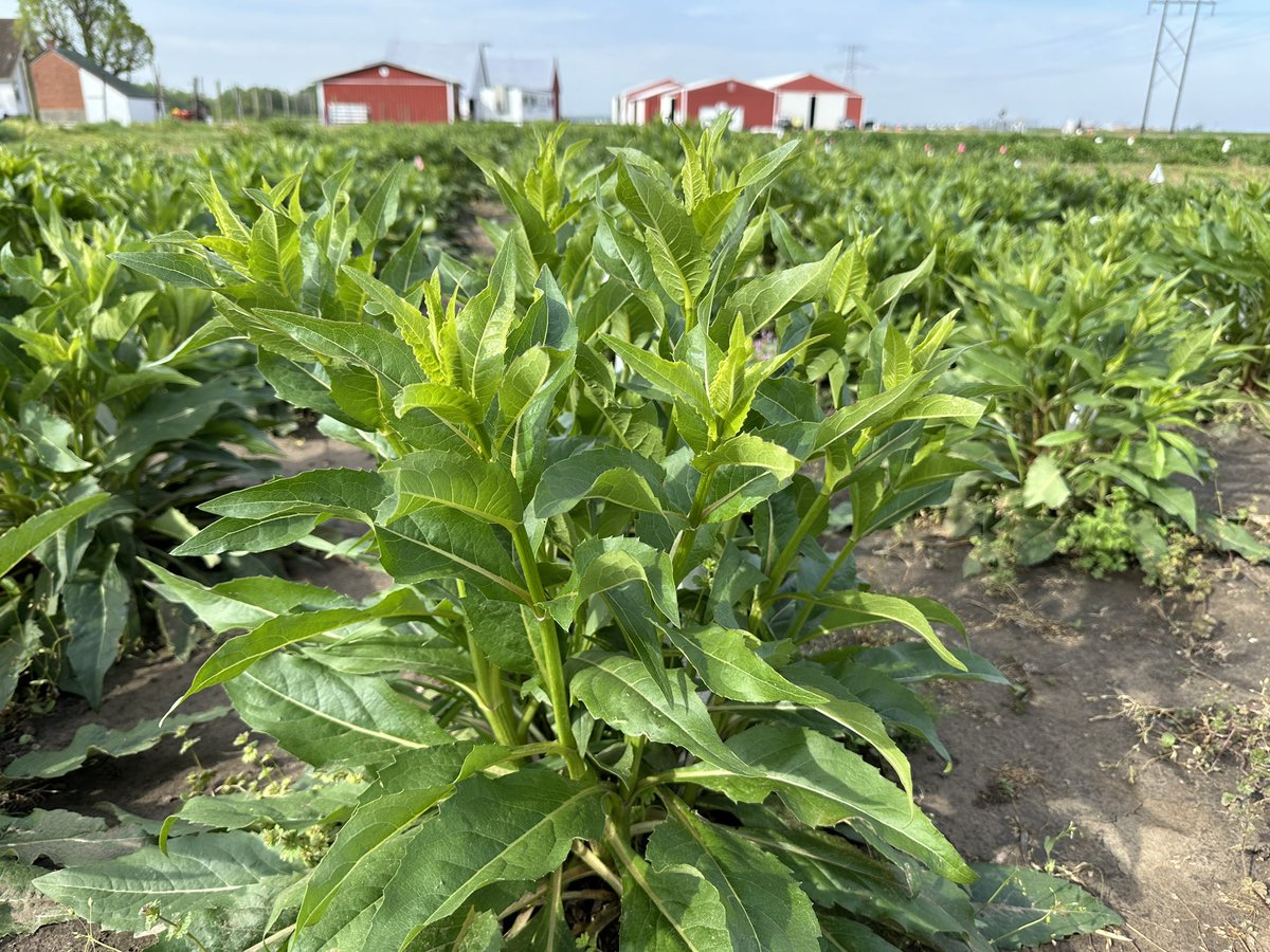 Emerging perennial crops <a href="/DanforthCenter/">Danforth Center</a> field research site have been growing for more than two months this spring - they are looking so good!! <a href="/matthewjrubin/">Matthew J. Rubin</a> <a href="/mthanlon/">Molly Hanlon</a> <a href="/Okonkwo_Kenn/">Kenneth Okonkwo</a> <a href="/NatureAsMeasure/">The Land Institute</a> <a href="/bivachapagain/">Biva Chapagain</a>