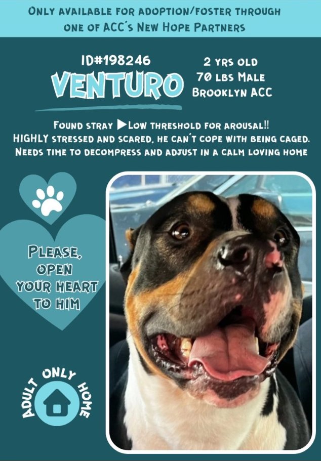 Venturo💔
New intake #NYCACC 
nycacc.app/#/browse/198246 

We have 1📸 #RescueOnly
Venturo is scared & stressed 
All alone for the 1st time, he does not understand why he spends so much time in his cell. Craves exercise & interaction.
Will be kill listed soon
#RescueMe #Pledge