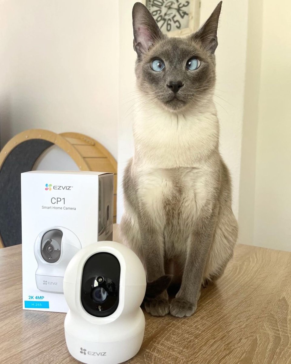EZVIZ_Global's tweet photo. Caught on camera: our furry friend taking charge of security duty! πͺ
Image credit: @royal.siamese from Instagram
Tag #EZVIZMoment to share happiness!
.
#EZVIZ #CP1 #EZVIZforPets #EZVIZLife #petcamera #pet #pets #petlovers #petlover #petmoments #petdetection #indoorcamera https://t.co/SFsdSzvRKI