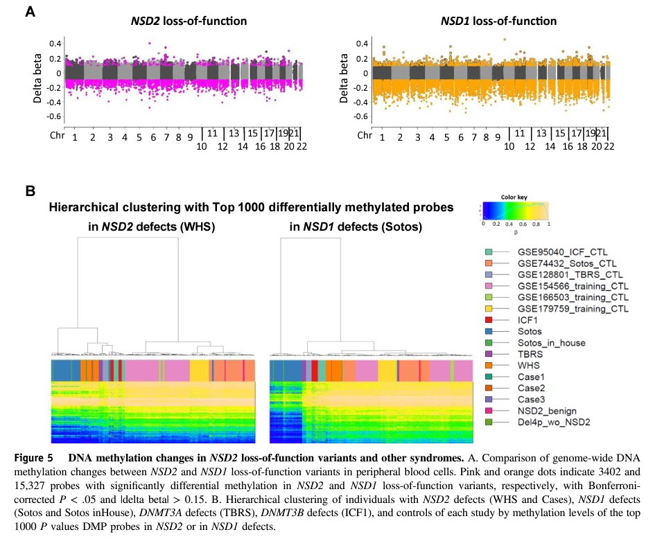 Comparison of methylation signatures between patients with Wolf-Hirschhorn syndrome (WHS) or NSD2 variants showed WHS-related DNA methylation signatures are dependent on #NSD2 dynsfunction, suggesting new way of identifying NSD2 variants bit.ly/44g4fxa #GIMO