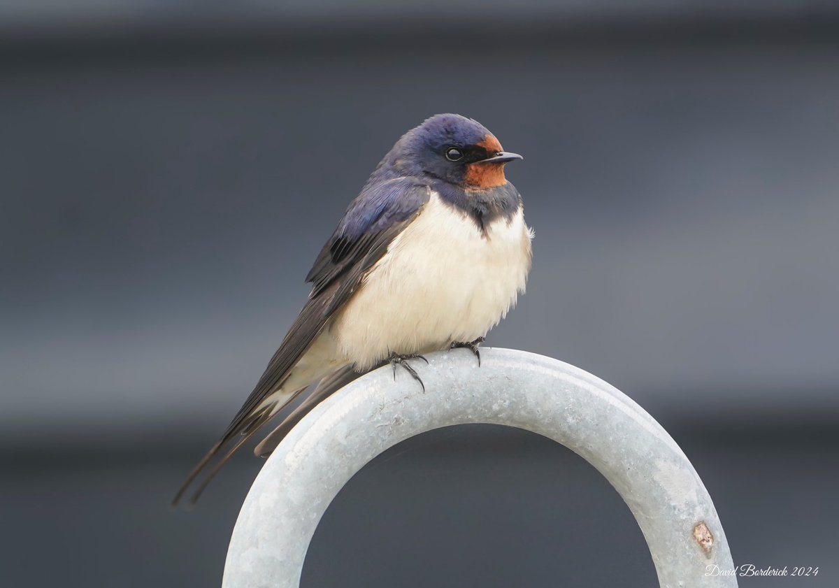Swallow at Southwold Harbour this morning @SuffolkBirdGrp @BTO_Suffolk