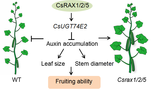 Bigger #leaves = better #crop yields! In the latest #JIPB paper, Chen et al. report that CsRAXs negatively regulate #leaf size and #fruiting ability through #auxin glycosylation in #cucumber-a potential breakthrough in #CropSci! doi.org/10.1111/jipb.1… @wileyplantsci #PlantSci
