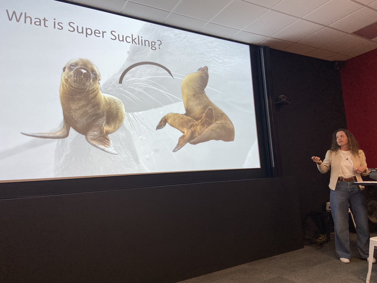asab_org's tweet photo. Sea lion offspring engage in “super suckling” when they’re still nursing past typical weaning age. According to @alexkchilds, this behaviour is not as uncommon as you might think! 🦭
(“Spaghetti” the pup definitely makes this the cutest slide of the last day of #ASABSpring2024) https://t.co/UAjKrgVdxN