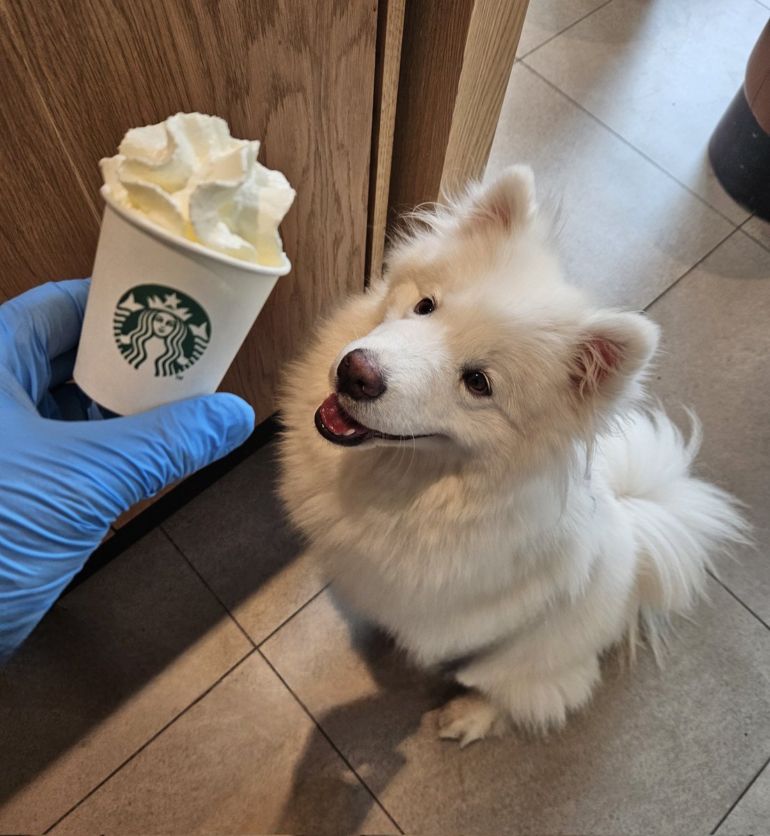 I want to give a massive shout out to the #hounslow @StarbucksUK @Starbucks staff for their outstanding services to me and my little #samoyed boy. He loves your whip cream cup. Keep up your amazing services. Best wishes Sean #Starbucks #services #hospitality #Hounslow #Coffee