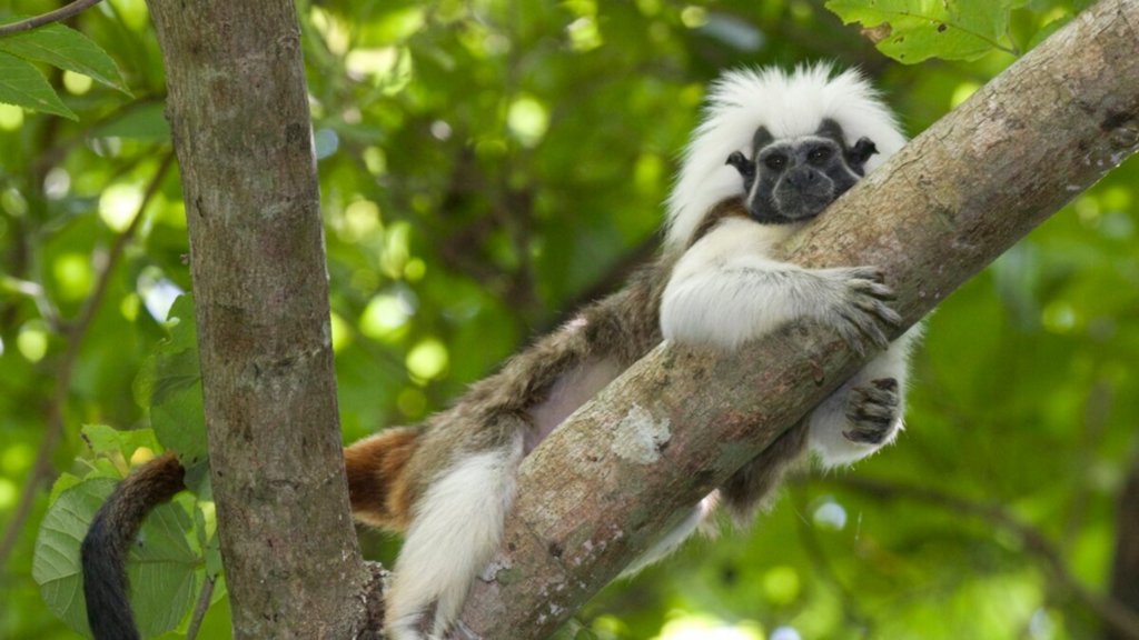 ConservCareers's tweet photo. 🔥 New post! | How a miniature monkey is changing Northern Colombia’s relationship with nature | 📌Interviews,Senior Level,Organisational Manager | 👉 https://t.co/o3DXfsk4kq
#ConservationCareers #ConservationJobs #ConservationAdvice #Conservation #Wildlife https://t.co/uNDAGKCS11