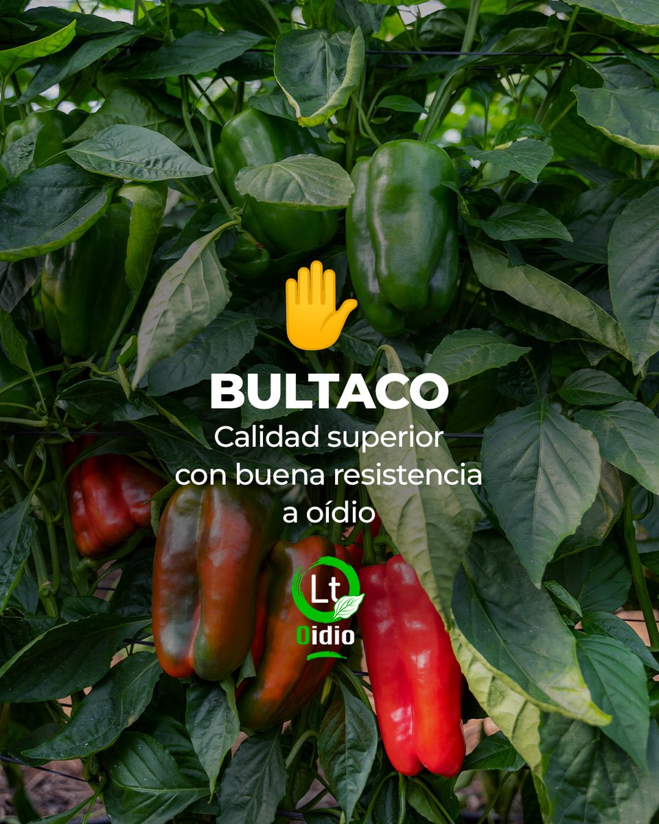 ¿Buscas producción y calidad en verano 🌞? Consíguela con Baquero y Bultaco de #BayerSeminis. Baquero para otoño y primavera en 📍Almería. Bultaco, resistente al oídio y calidad superior, desde abril hasta mediados de julio. 👉 loom.ly/Md0SYg8 

#CultivaSeminis #pimiento