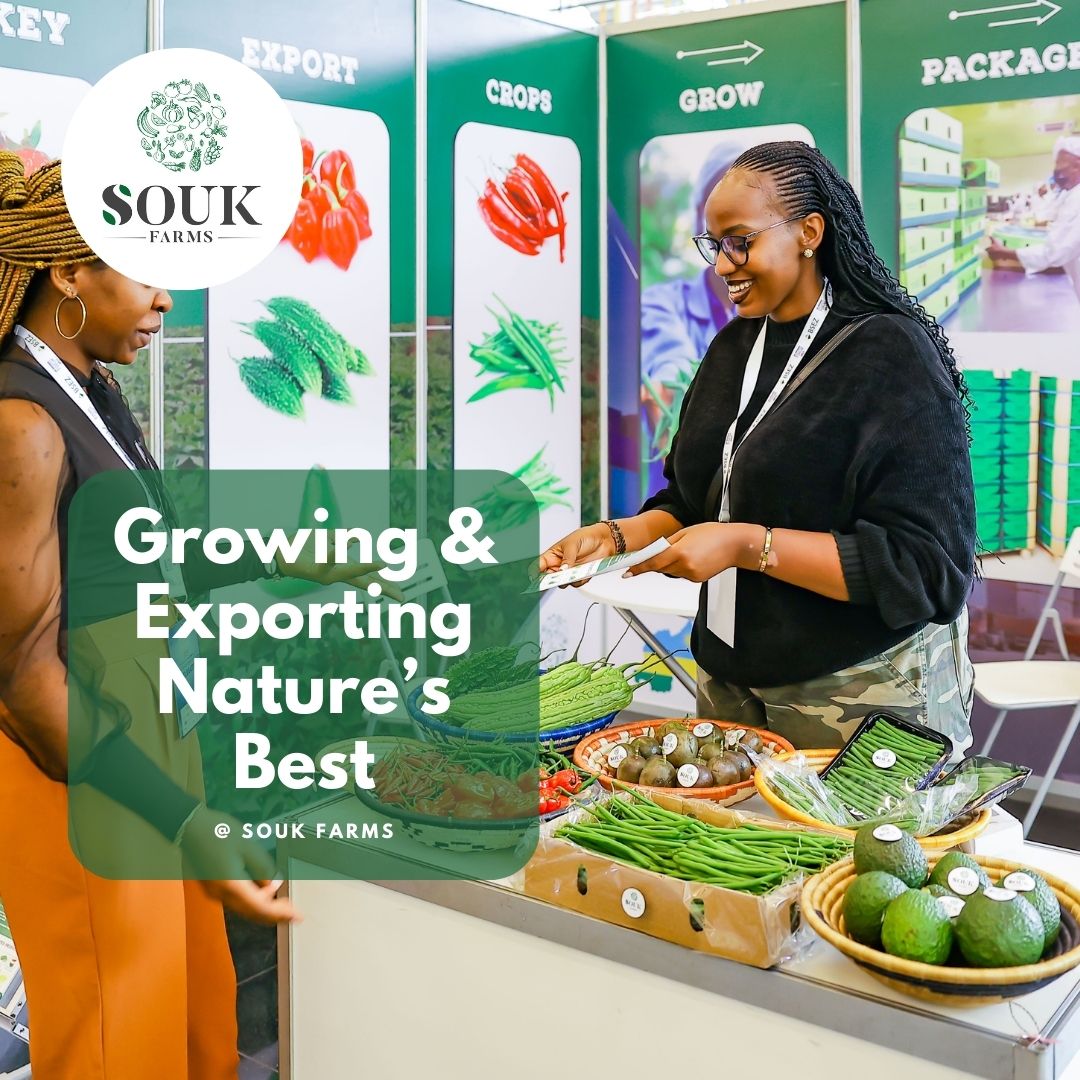 JOB OPPORTUNITIES AT @SoukFarms We are on the lookout for fresh talent to enrich our energetic team, to serve with us as an HR Business Partner. Apply via the link: tinyurl.com/SOUK-Farms-HR #SOUKFarmsCareers #GrowYourCareer