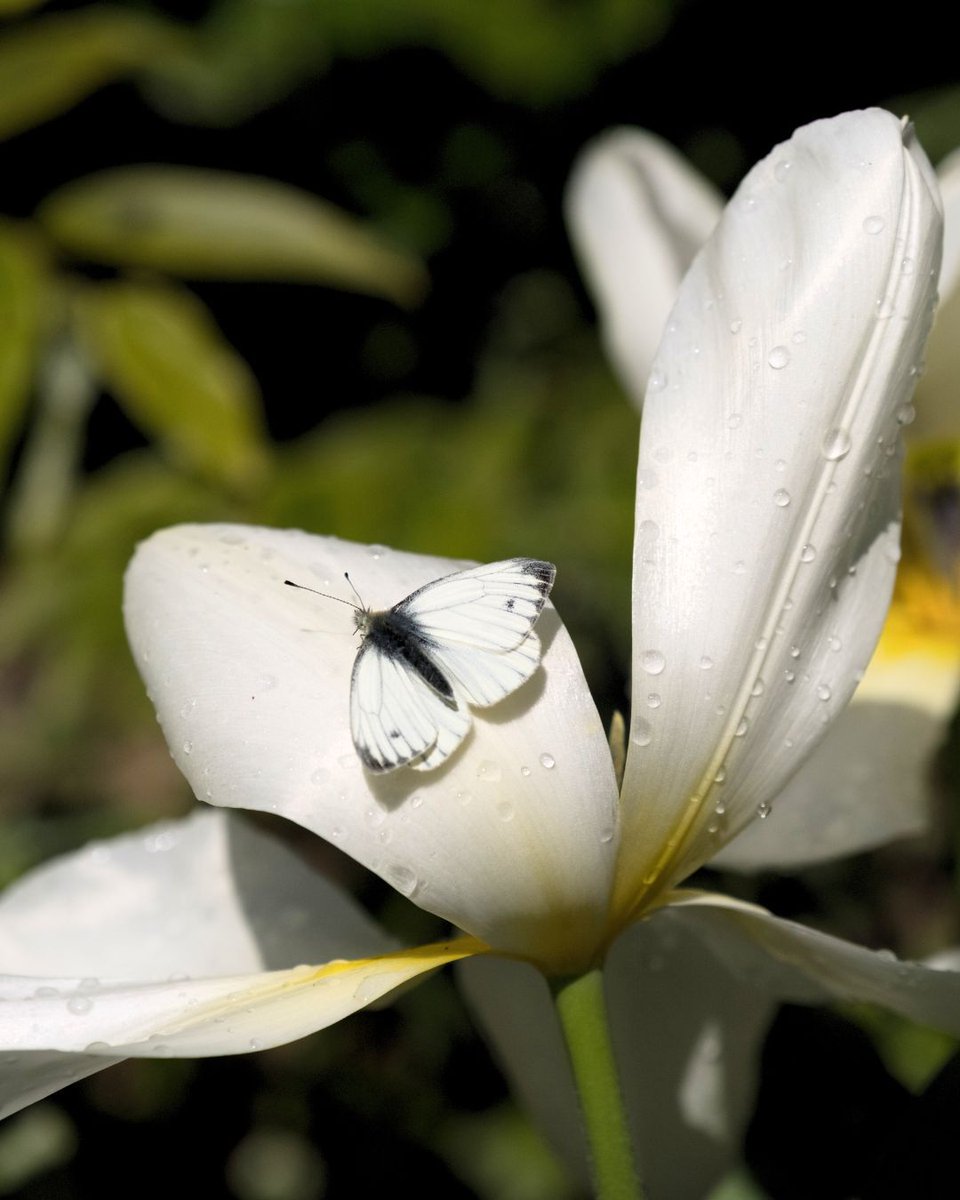 Green-veined White butterfly just chilling on my tulip. 
@buzz_don't_tweet #buglifeni #InsectThursday