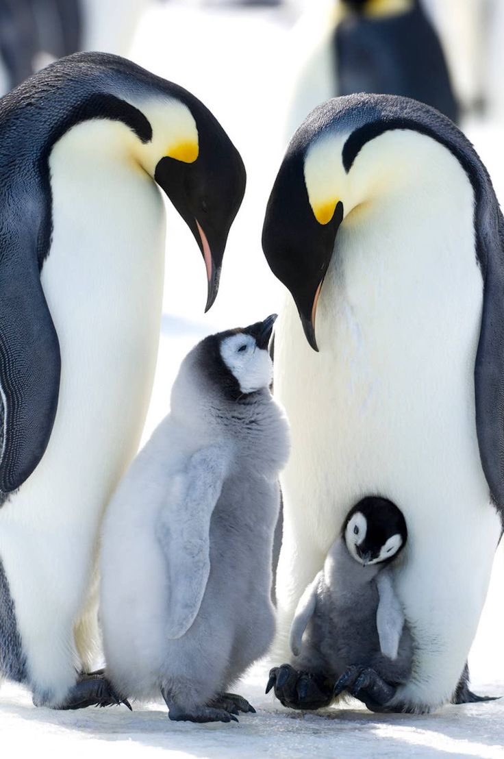 Today is #WorldPenguinDay Let’s all remember we share this Earth with many species of wildlife. It’s a good time to make sure we protect their home as well as our own. #BlueEarth #DemsUnited #VoteForClimate #ClimateCrisis
