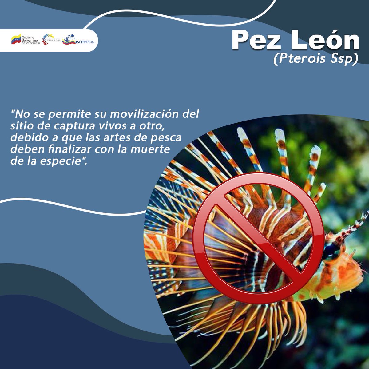 1| 📌Conoce la regulación existente de la especie Invasora Pez León (Pterois Ssp), publicado en la G.O de la República Bolivariana de Venezuela 🇻🇪 N° 42.787 del 28 de diciembre de 2.023 @NicolasMaduro @Jcloyo #unióndelospueblos #pezleon #pescaresvencer #pescasegura