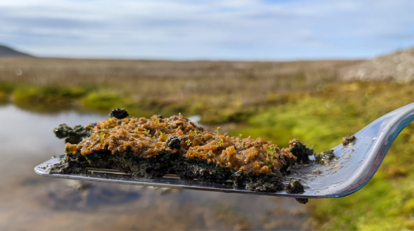 I am so pleased to share that the first publication from my PhD has been accepted by @FEMSmicro! We found that Arctic cyanobacterial mat community diversity decreases with latitude across the Canadian Arctic... and talk a lot about #protists along the way! doi.org/10.1093/femsec…