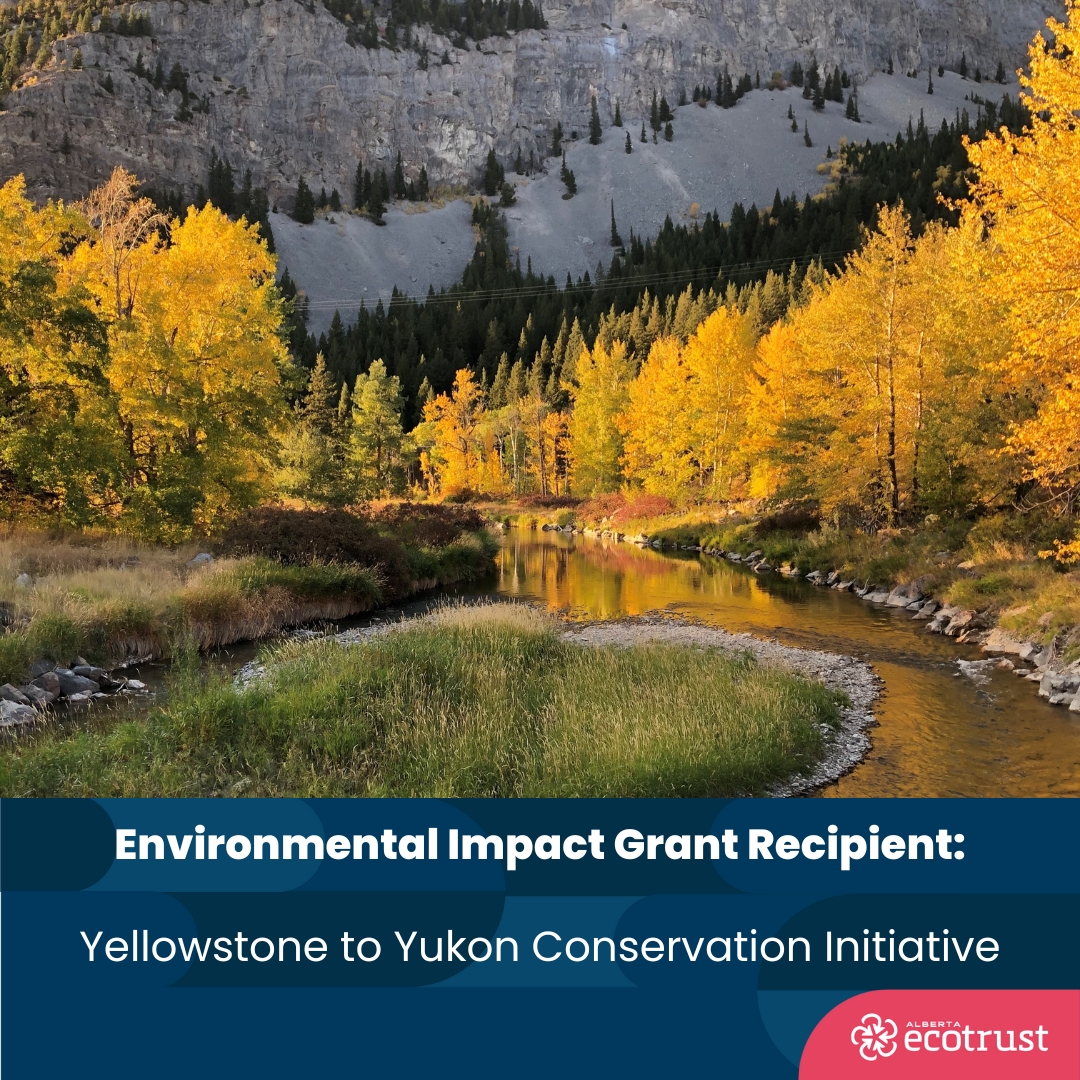 We are proud to announce the grantees of this year's Environmental Impact Grant. Here are the Nature-based Solutions and Conservation grantees: Ghost Watershed Alliance Society @TUCanada1 Project Forest @Y2Y_Initiative Woodland Cree First Nation albertaecotrust.com/news/environme…