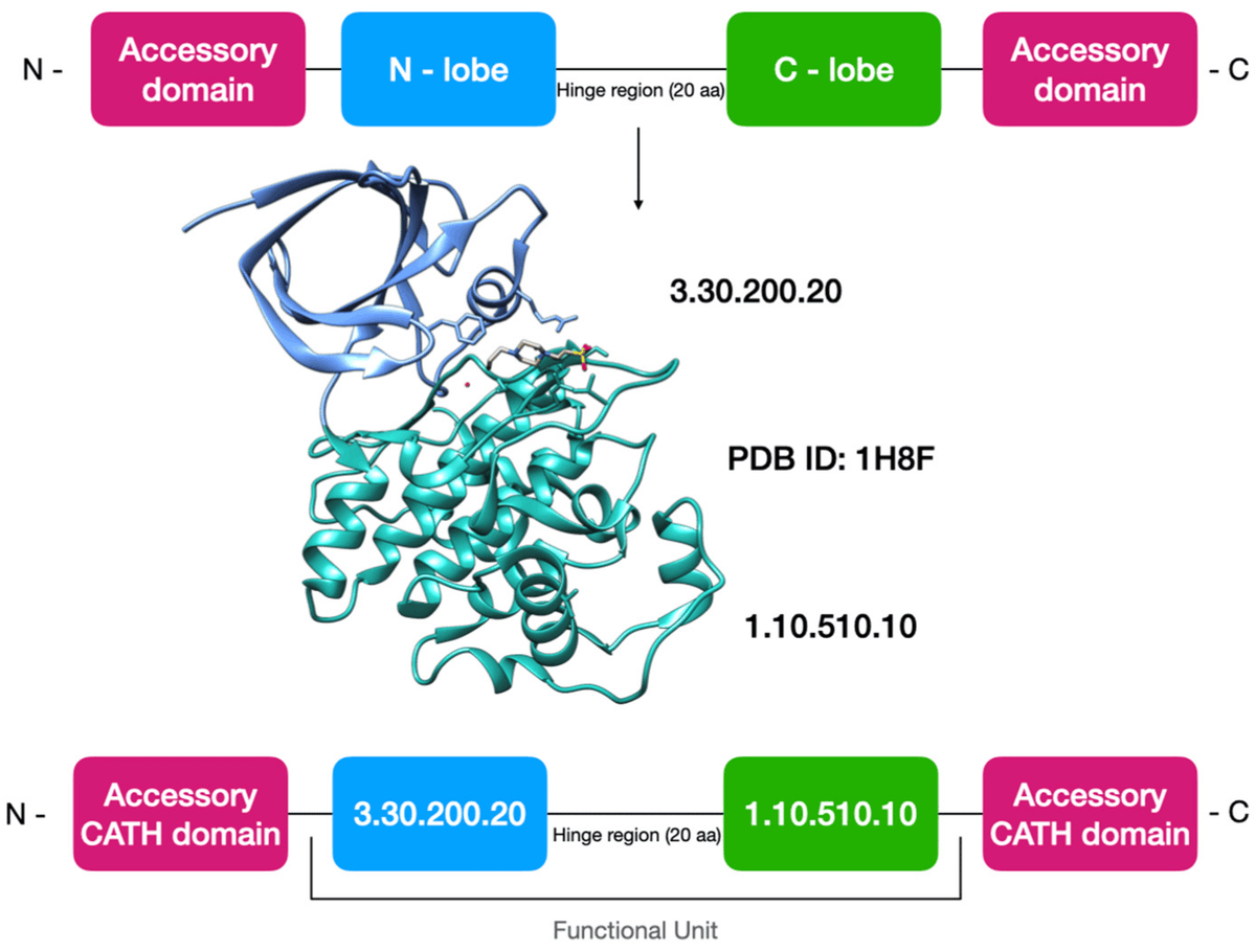 #HighlyAccessedPaper Read now ➡️ 'KinFams: De-Novo Classification of Protein Kinases Using CATH Functional Units' by Christine A. Orengo, et al. 👉 brnw.ch/21wJaXN