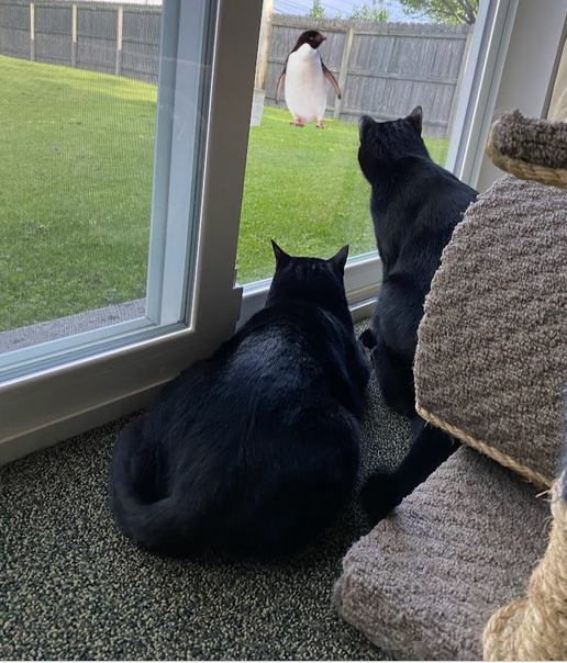 We knew our patience would pay off. 😹😹Look what wandered into our yard!🐧🐧 #Hedgewatch  #WorldPenguinDay #CatsOfTwitter #BlackCats