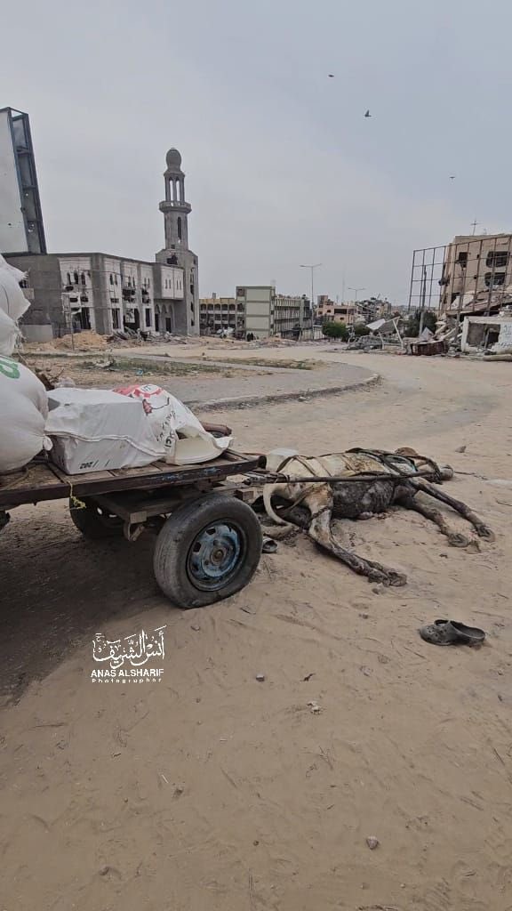 Israeli aircraft bombard a donkey pulling a cart loaded with food aid for the hungry in northern Gaza. #GazaGenocide