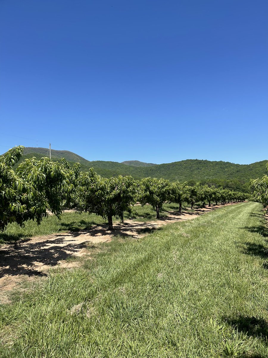 Beautiful day in a beautiful orchard 🤩
