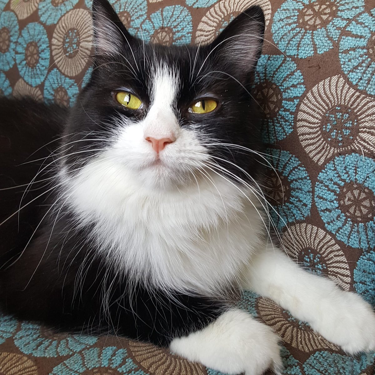 #Throwback to the glamorous Sheila, who came into our care in 2020 after being abandoned by her owner at Medivet. She found a brilliant forever home - see for yourself on Instagram at @sheilathetux!
#ThrowbackThursday #FormerFoster #ForeverHome #AdoptACat #HappyEnding