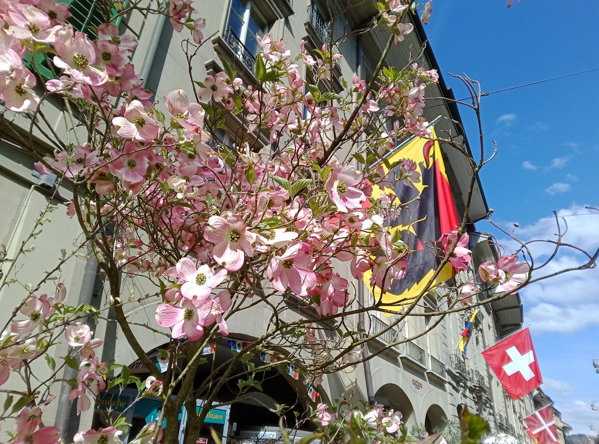 PascaleExeter's tweet photo. A #FlowerToday from Bern, which is festooned just because why not? #springtime https://t.co/0SwfuFqNry