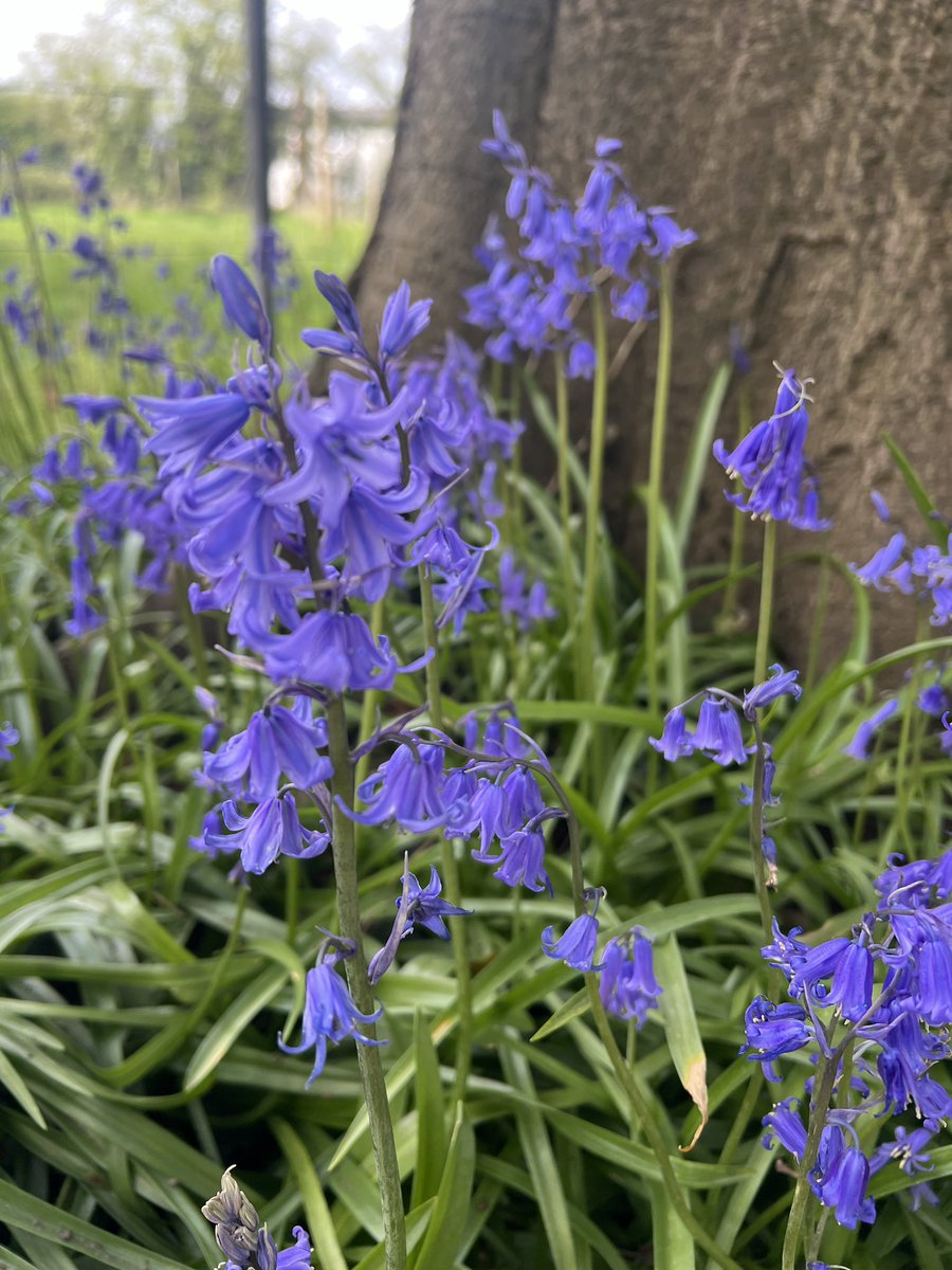 They’re so pretty, couldn’t resist sharing 💙🩵 #bluebells #GardeningX