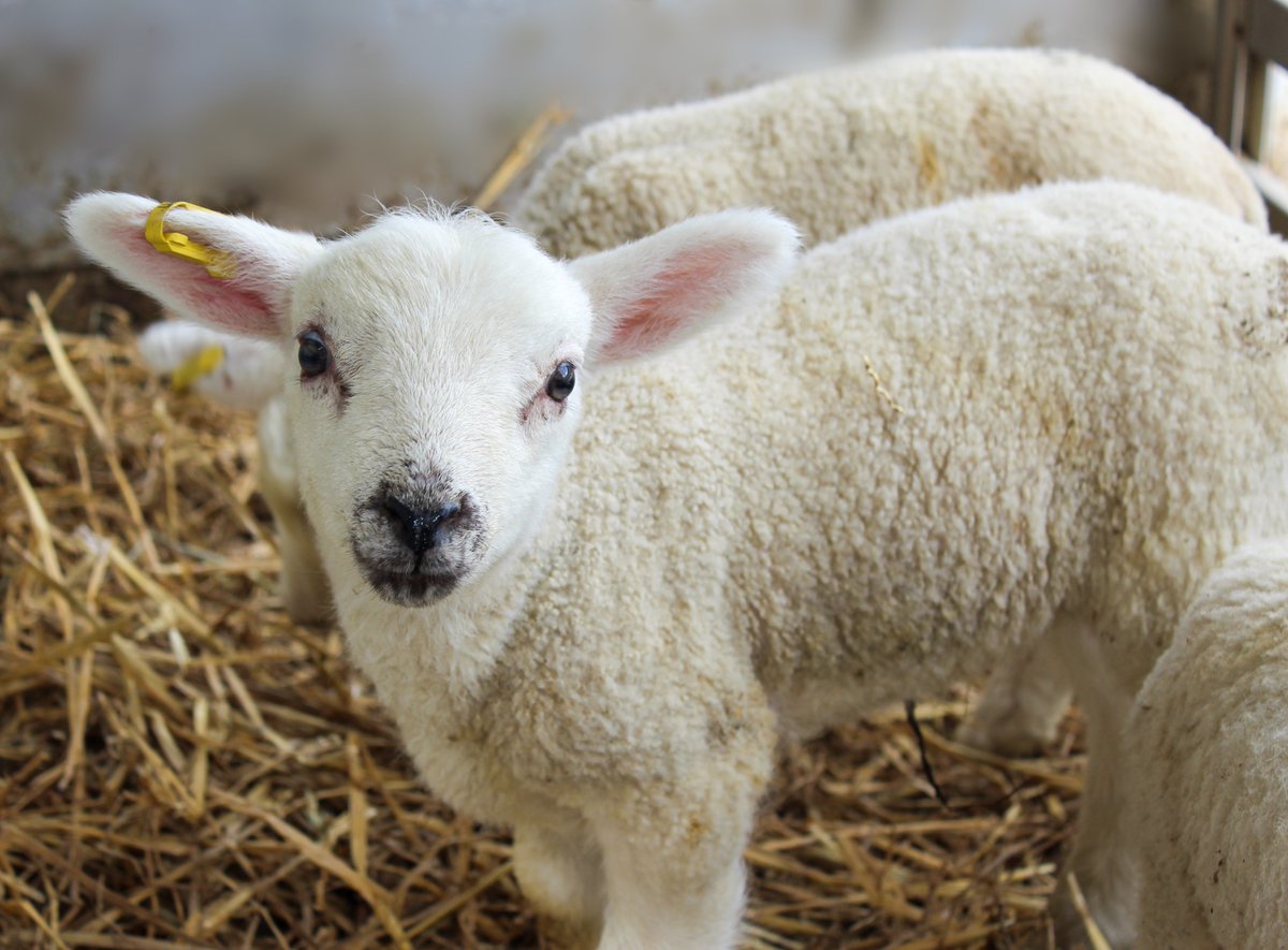 Lambs visit Pre-School! 🐑 Four adorable visitors surprised Nursery and Kindergarten yesterday morning as Farmer Robbie from Wilkins Farm visited St Michael’s with his 3 week old lambs. An amazing experience enjoyed by all! #otford #sevenoaks #lambs #lambexperience