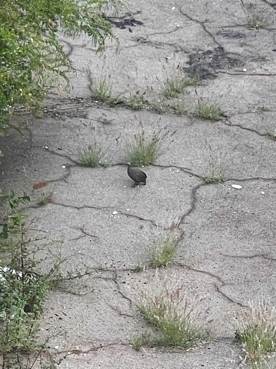 In today’s instalment of Jo’burg surprises: I live next door to a guinea fowl. I don’t know how it got here to central Jo’burg. I look out if my window everyday and am pleasantly surprised to see that my feathery neighbour has survived the neighbourhood cats and Hillbrow.