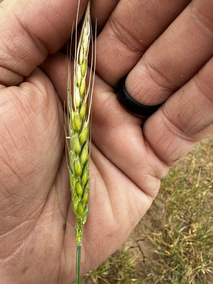 Did last weeks cold hurt #wheat? Yep