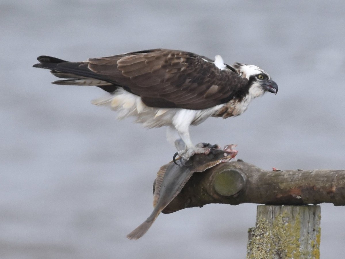 NijmegenBirder tweet picture