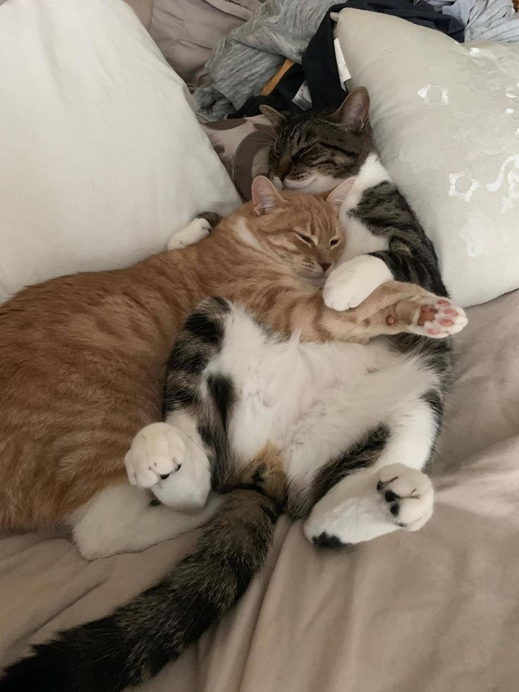 Furrever cuddle buddy. ♥️

#adorablecats #catpics #kittens #kittenlove #kitty #cats #catlife #meow #catlove #catloversclub #cutecats #gatos #animals #CatsofTwitter #Caturday #Purrtacular