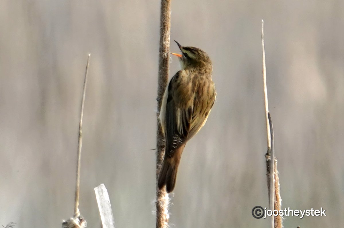 #reedwarbler #rietzanger #birds #birdphotography #birdwatching #BirdsOfTwitter #vogelfotografie #vogelspotten #wildbird #BirdsSeenIn2024 #PhotoChallenge #photography #wildlife #wildlifephotography #photographylover #sony #sonyphotography #nature #NaturePhotography #photoeveryday