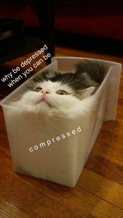 contents that ll heal your depression 🌻 (@catshealdeprsn) on Twitter photo 