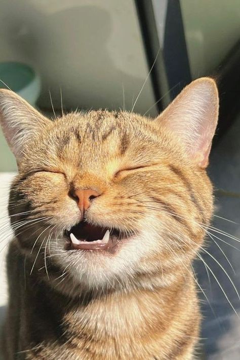 Sunning myself like a pro! 🌞

#adorablecats #catpics #kittens #kittenlove #kitty #cats #catlife #meow #catlove #catloversclub #cutecats #gatos #animals #CatsofTwitter #Caturday #Purrtacular