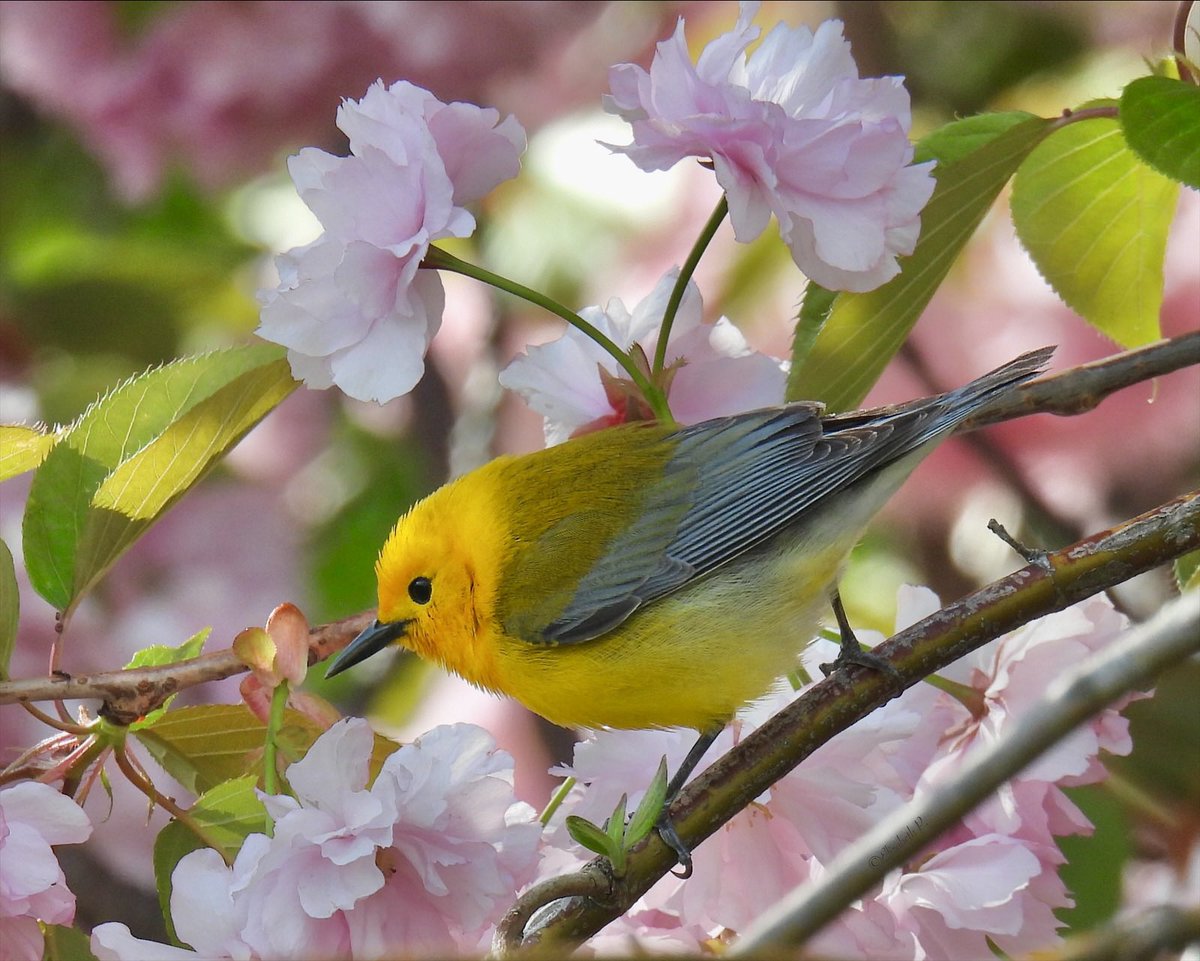 #prothonotarywarbler yesterday 04/24/24 turtle pond @CentralParkNYC @BirdCentralPark #birdcpp