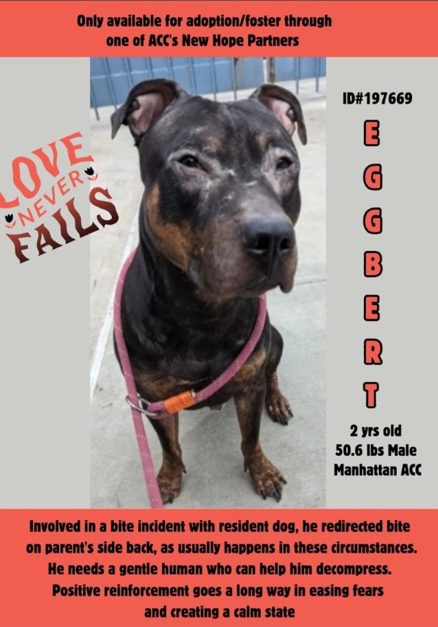 NMBewitched's tweet photo. Eggbert
New Intake #NYCACC
https://t.co/9zF544tqUN
Meet Eggbert, he needs your help
#RescueOnly
Incident w/ other resident dog
Why do people do this? Inexperience is deadly to🐶
Eggbert loves fetch, walks & playing
Just needs a house w/ respect & guidance
#RescueMe #Pledge https://t.co/5xyenLCAh2