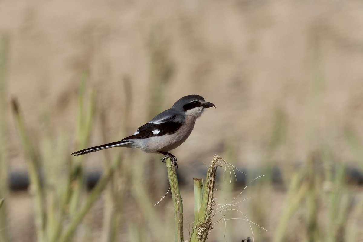 Iberian Grey Shrike, not on a wire for a change!