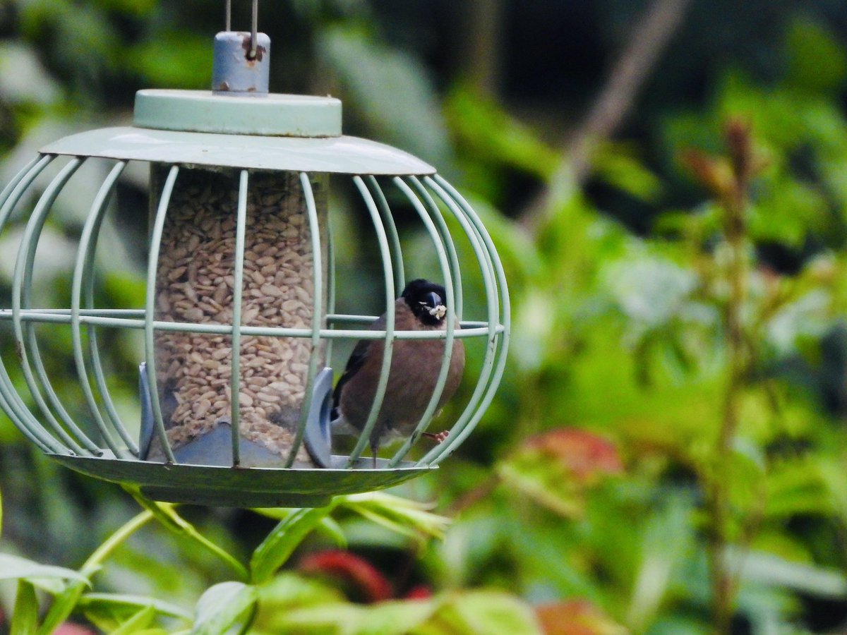 Another surprise in my garden today. A pair of Bullfinches turned up. The male struggeld to get into the sunflower seed feeder. I haven’t  seen Bullfinches here since I returned from late NZ in 2021. #gardenbirds