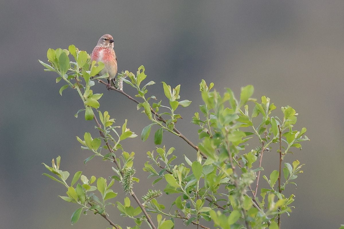 A male Linnet sitting up in a willow bush this week and watching the world go by. 😀