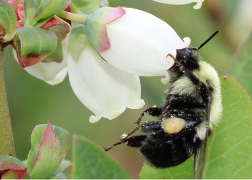 Our new paper, led by Dr. @EeraertsMaxime, examines how #pollination deficits & their relation with insect #pollinator visitation are cultivar-dependent in an entomophilous crop (#Blueberry) in Agriculture, Ecosystems & Environment: doi.org/10.1016/j.agee… (🐝📸Jason Gibbs)