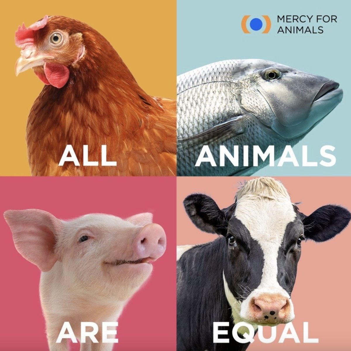 ALL animals deserve to live free from abuse. 🧡