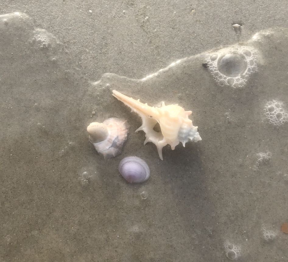 夏は貝殻集めをしたい🐚🫧