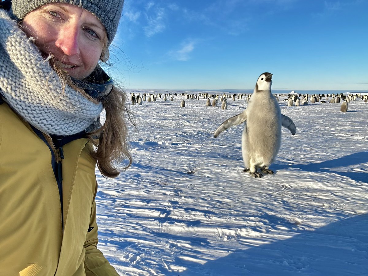 Happy #PenguinDay - and special greetings and thanks to those who spend this day in Antarctica with these little guys 🙋‍♀️ <a href="/AWI_Media/">AWI Media</a>