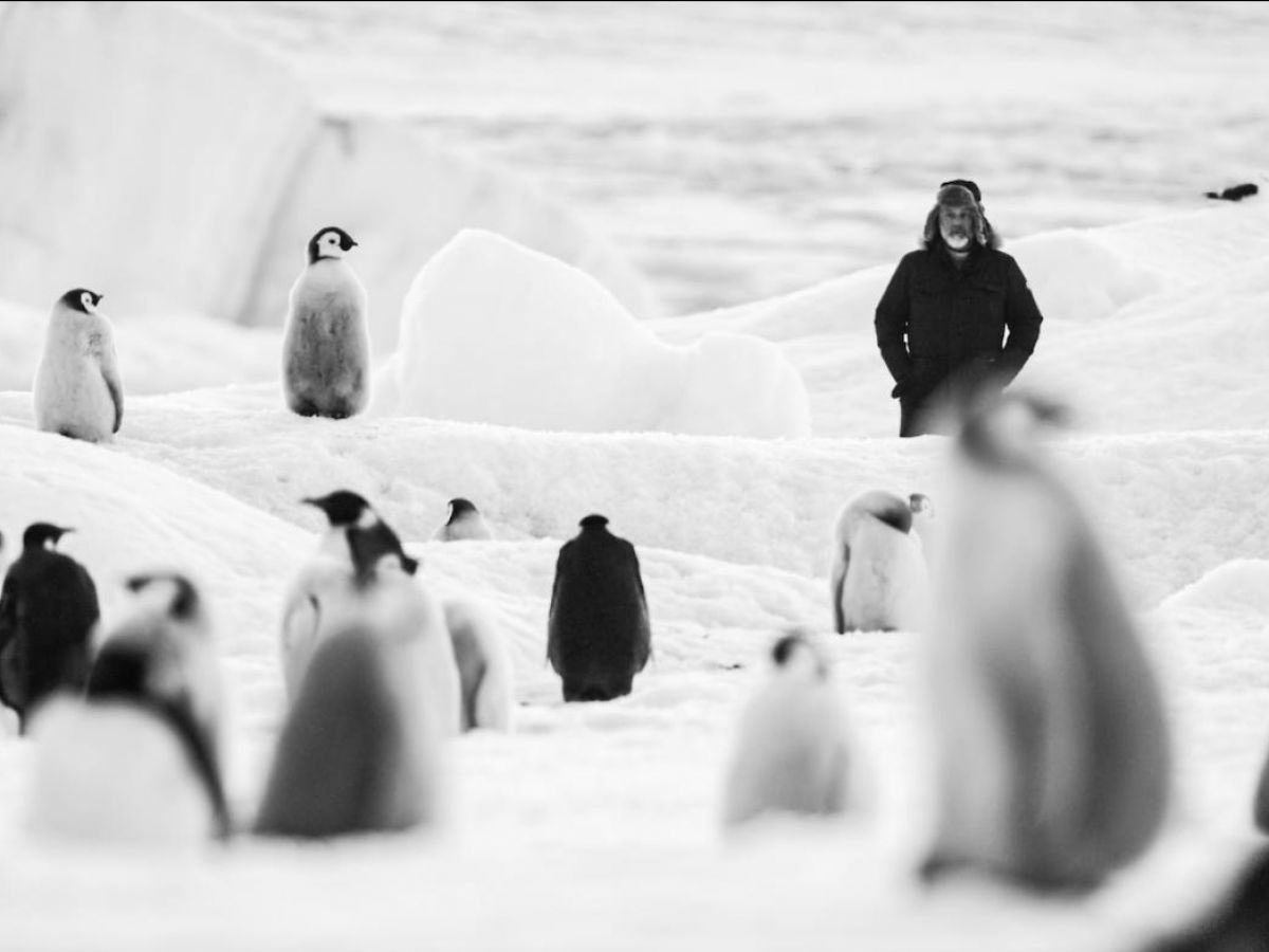 Aujourd'hui, c'est la #JournéeMondialeDesManchots 🐧 En effet, les pingouins vivent en Arctique, et les manchots en Antarctique. Plongez au cœur de ce continent avec l'interview du réalisateur Luc Jacquet sur son documentaire 'Voyage au pôle Sud' 🧊❄️ ➡️youtu.be/He8b2mrjVf0?si…