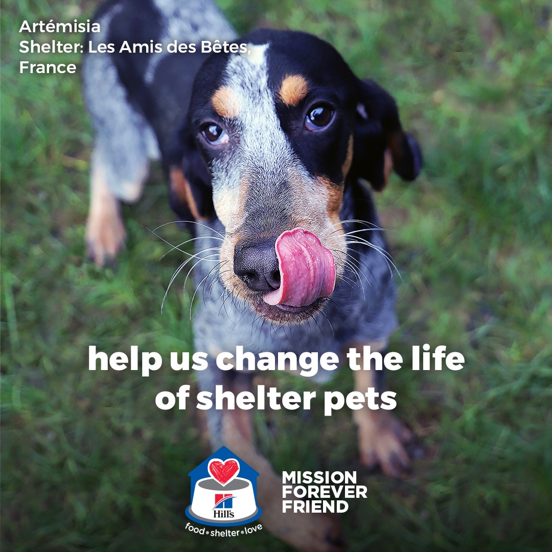 Help us transform the lives of shelter pets.

Throughout April & May, for each purchase of a bag of Hill’s food in our partner clinics, we’ll donate a meal to shelter pets in need. Terms & conditions apply.
#missionforeverfriend #HillsTransformingLives #hills #Dogs #Cats #dogfood