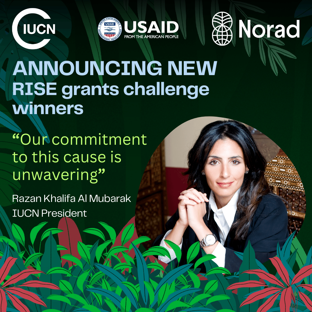 IUCN is excited to unveil the new winners of the #RISEgrants challenge!🌟 These projects are breaking new ground in addressing #GBV and #environment issues. Learn more about their innovative solutions: 👉gender.pub/winners