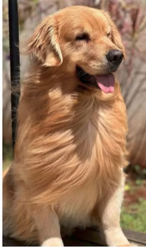 ayubio's tweet photo. Um erro de etiquetagem da caixa pode ter sido decisivo na morte de Joca, o golden retriever que faleceu depois de extraviado em voo @VoeGOLoficial. Trabalhando há algumas décadas com operações em TI aprendi muito a lidar com erros operacionais: como detectar, investigar, remediar e evitar a reincidência e venho aqui compartilhar como lido com isso como liderança em TI e algumas de minhas inspirações.

A gestão do erro se tratando de vidas precisa ter muito mais checagens e processos do que lidar com bagagens. A enfermagem tem muito a nos ensinar com o princípio dos "9 Certos". Antes de fazer qualquer procedimento, o enfermeiro percorre uma check list mental com 9 itens comparando a prescrição médica e o paciente diante dele:

1- A medicação está certa?
2- O paciente é o certo para essa prescrição?
3- A dose que separei está certa?
4- A via de administração está certa?
5- O horário está certa?
6- O registro no prontuário está certa?
7- A ação está certa?
8- A forma farmacêutica está certa?
9- O monitoramento do paciente está certo?

Ao se fazer essas 9 perguntas o enfermeiro se impede de aplicar como injetável um medicamento que deveria ser via oral, ou dois profissionais medicarem a mesma prescrição no mesmo paciente em horário errado, ou até medicar o paciente inconsciente do leito ao lado. Na Gol, provavelmente a checagem foi de um passo: "Essa etiqueta vai nessa caixa" e pronto. Uma pena isso acontecer numa empresa de aviação, segmento muito acostumado a trabalhar com check lists.

Em outra indústria dos transportes, a de trens japoneses, criaram uma técnica bela para mitigação de erros: a shisa kanko. Frear, acelerar, abrir e fechar portas, até passar pelo semáforo amarelo. Tudo que envolve algum risco, os condutores falam em voz alta o que estão fazendo e apontam com o dedo aquilo que estão observando. É mais difícil prensar num passageiro atrasado na porta se toda vez que se aperta o botão de fechar, se condicionou a olhar para as portas e apontar para elas gritando "Fechar portas!". O erro operacional seria fechar sem olhar. É uma coreografia para mente e corpo ficarem atentos no que estão fazendo enquanto o fazem.

Quantos acidentes de trânsito evitaríamos se motoristas gritassem sozinhos no carro como samurais: "Dando seta para esquerda, olhando para o retrovisor e virando!"? Hahaha! Você pode ver o shisa kano em ação nesse vídeo: https://t.co/fg8qU80yEc

Por fim, vem uma contribuição minha. Shit happens. O erro já aconteceu. O que fazer? Começando pelo o que NÃO fazer: caça às bruxas. Se quem erra teme ser punido, perder o emprego, o resultado que um líder obtém não é a redução de erro e sim a ocultação dele. Você estimula varrerem para debaixo do tapete.

Faço o contrário: estimulo meus liderados não só a me contar que cometeram erros como contar para o time todo. Chamo isso de GTAR: Grupo de Trabalho Antirreincidência. Encontros semanais com time todo reunido e de presença obrigatória em que cada um apresenta um erro que cometeu ou testemunhou e o time propõe coletivamente.

As melhores apresentações de erros (detalhismo, clareza, autocrítica) e as melhores propostas de soluções são premiadas (avaliação do colaborador, folga remunerada, ingresso para cinema, bônus, promoção etc.). Assim torno cada erro uma oportunidade pedagógica para a organização aprender a não errar.

Para que o GTAR funcione bem em uma empresa ou equipe de TI é necessária uma cultura forte de atendimento baseado em chamados. Tudo que foi pedido ao time e tudo que foi feito precisa estar registrado em chamado, tão quanto os enfermeiros anotam tudo no prontuário. É a investigação dos chamados que permitem analisar o passado para extrair as experiências ou estatísticas dele.

Criei uma cultura de gestão de TI baseada em chamados e explico ela nessa palestra online gratuita juntamente com o GTAR (GT Antirreincidência) que você pode assistir no meu canal do YouTube aqui: https://t.co/gAcmOEG26J